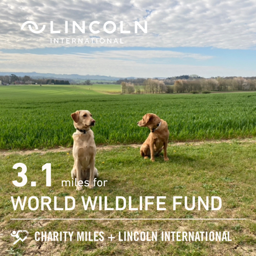 Two dogs in a field during a Lincoln International run